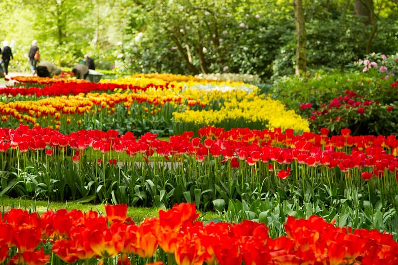 庫肯霍夫鬱金香花園